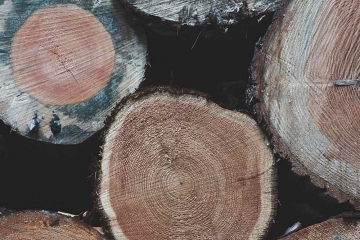 Holz und seine vielfältigen Eigenschaften Holz und seine vielfältigen Eigenschaften